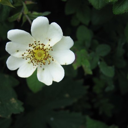 Rosa arvensis