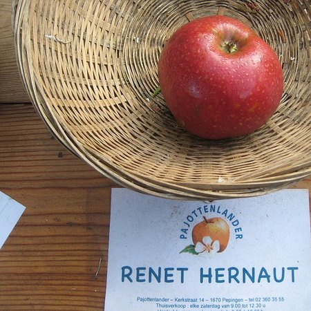 Reinette Hernaut