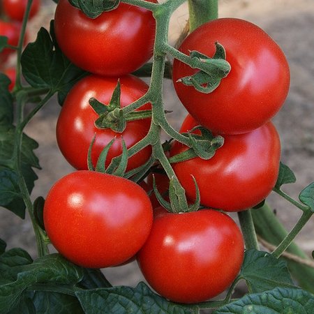 Tomate - Bolstar Granda (semences)
