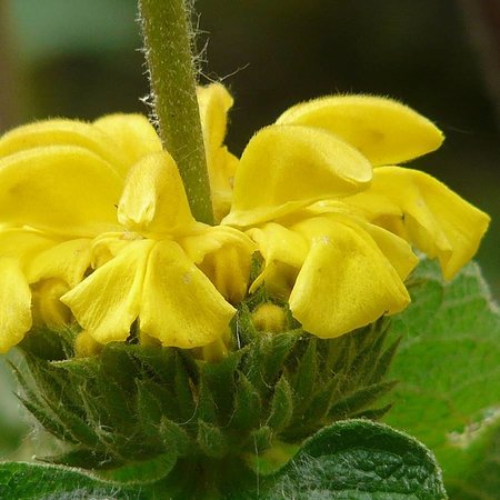 Phlomis jaune (semences)