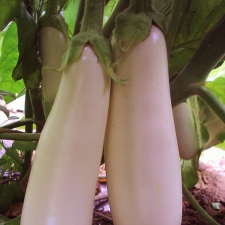 Aubergine Blanche / Witte Longue Dourga (semences)