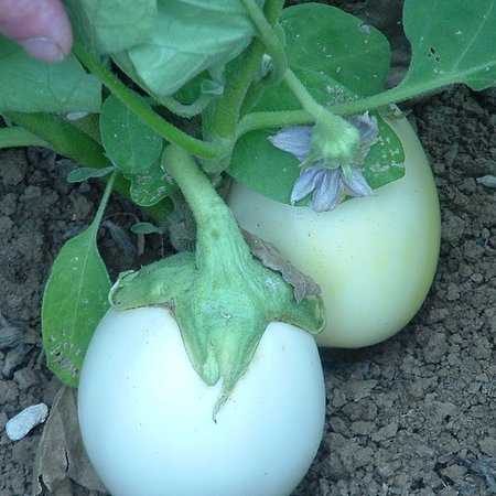 Aubergine Blanche, ronde à œufs (semences)