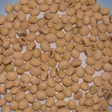Edamame - Soja à grains jaunes (semences)