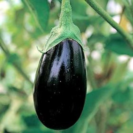 Aubergine Impérial Black Beauty (semences)