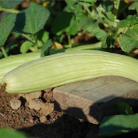 Concombre D'Armenie (semences)