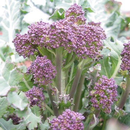 Broccoli À Jets Violets (zaad)