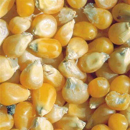 Maïs à grains Pop Corn Tom Pouce (semences)