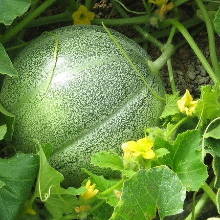Melon Petit Gris de Rennes (semences)