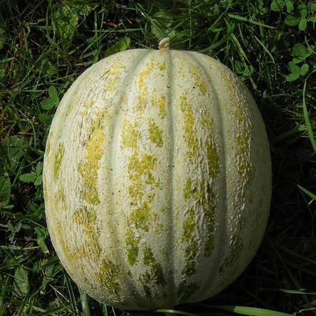 Melon de Saint Memmie (semences)