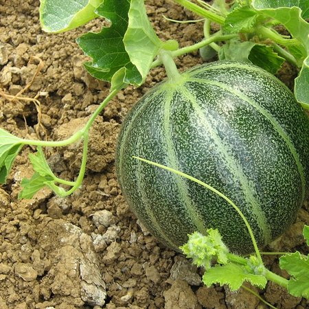 Melon Noir des Carmes (semences)