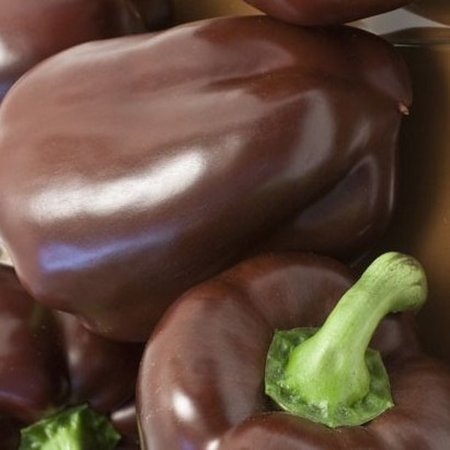 Poivron doux Chocolat (semences)