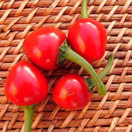 Poivron doux Sweet cherry (semences)
