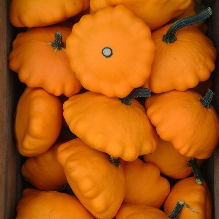 Pâtisson Oranje (zaad)