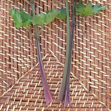 Céleri à côtes Violettes (semences)