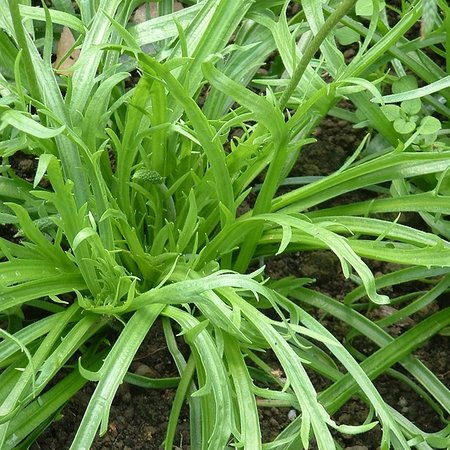 Plantain Corne de Cerf (semences)
