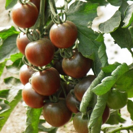 Tomate cerise Black Cherry (semences)