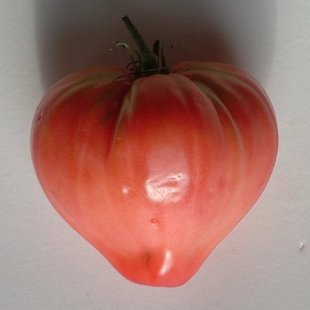 Tomaat Coeur de Boeuf Rose (zaad)