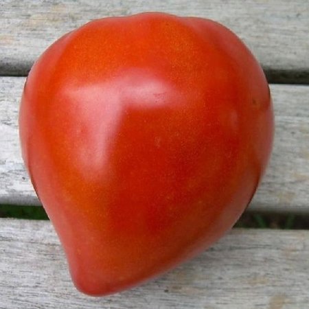Tomaat Coeur de Boeuf (zaad)