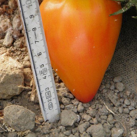 Tomate Coeur de Boeuf Russian 117 (semences)