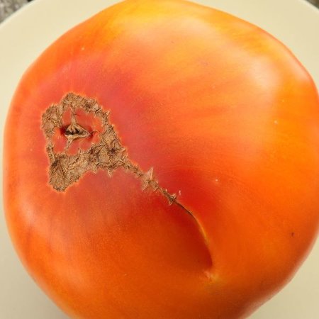 Tomate Pamplemousse du Grand-Père (semences)