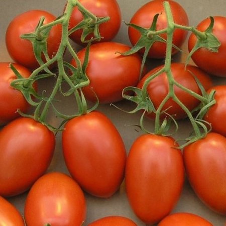 Tomate De Bérao (semences)