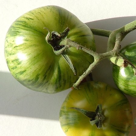 Tomate verte Green Zebra (semences)