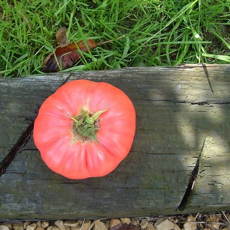 Roze tomaat Grégory Altaï (zaad)