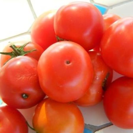 Tomate Joyau d'Idaho (semences)