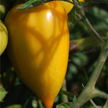 Tomate jaune Poivron jaune (semences)