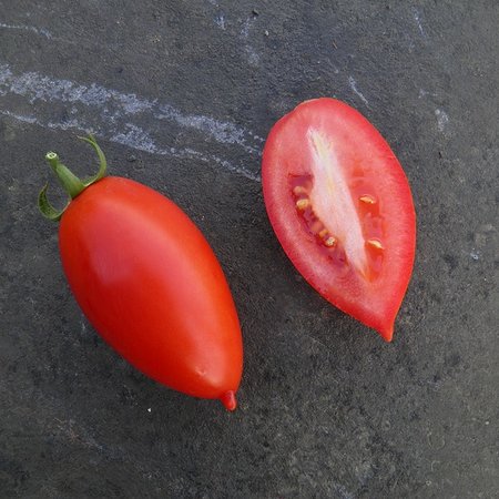 Tomate Prolifique de Falisolle (semences)