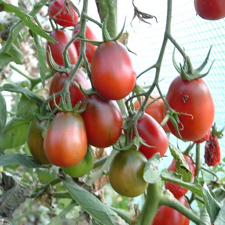 Zwarte tomaat Prune Noire (zaad)