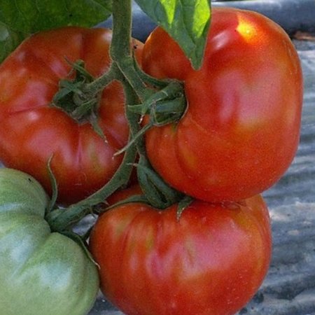 Tomate Saint Pierre (semences)