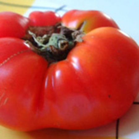 Tomate Sasha Altaï (semences)