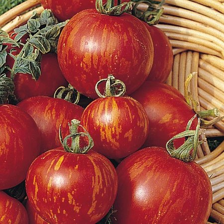Tomate Tigerella (semences)