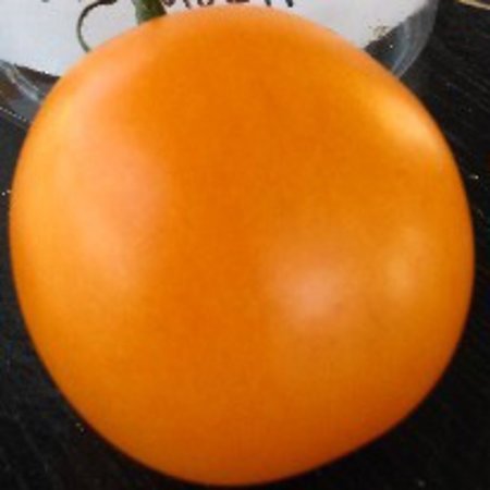 Tomate orange Valencia orange (semences)