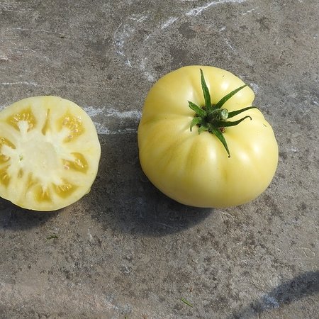 Tomate Etoile Blanche d'Anvers (semences)