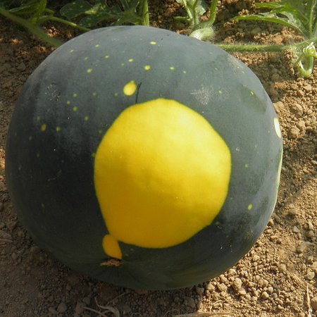 Watermeloen Lune Etoile (zaad)