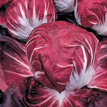 Chicorée Radicchio Rouge de Vérone (semences)