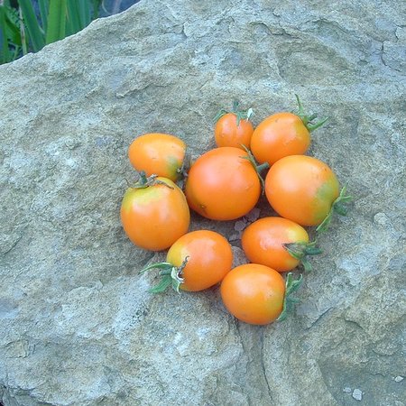 Tomate orange Ida Gold (semences)