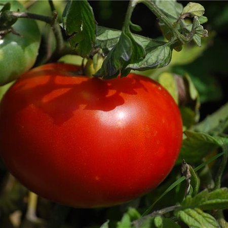 Tomate Merveille des Marchés (semences)