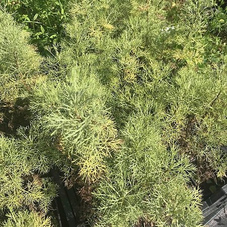 Artemisia camphorata