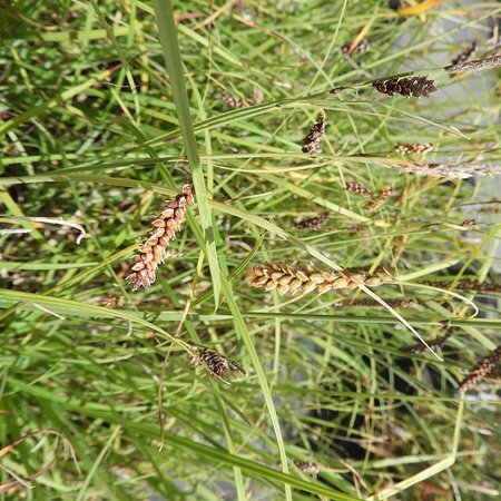 Carex flacca