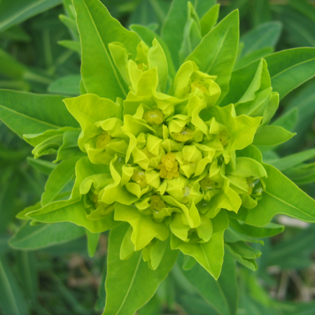 Euphorbia palustrisµ