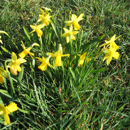 Ecoflora - Narcissus cyclamineus 'Tête à tête'
