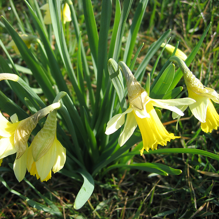 Narcissus pseudonarcissus subsp. lobularis