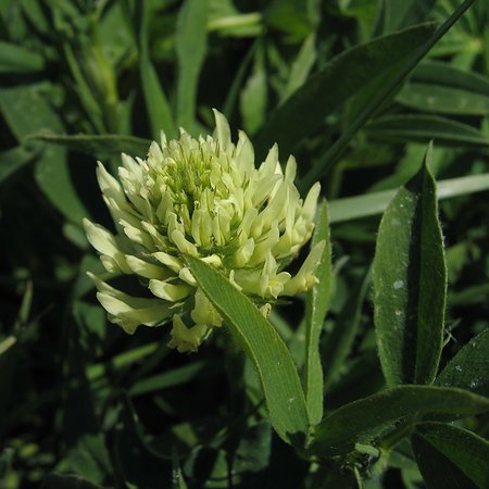 Trifolium ochroleucon