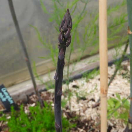 Asparagus officinalis 'Rosalie pourpre'