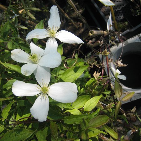 Clematis montana 'grandiflora'