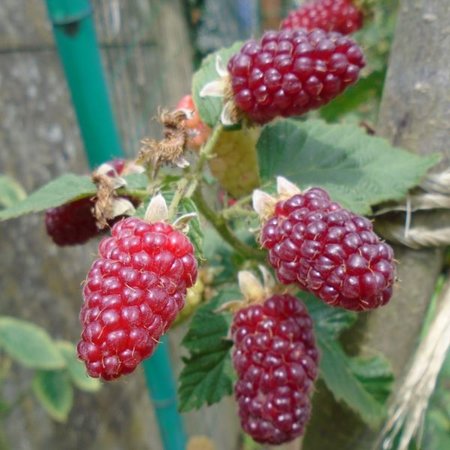 frambraam 'Tayberry'