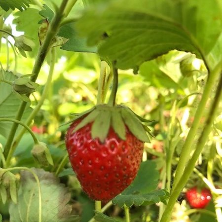 fraise 'Mara Des Bois'
